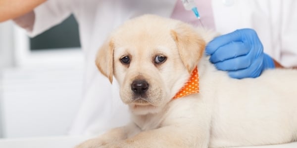 Can you give puppy store shots at 5 weeks